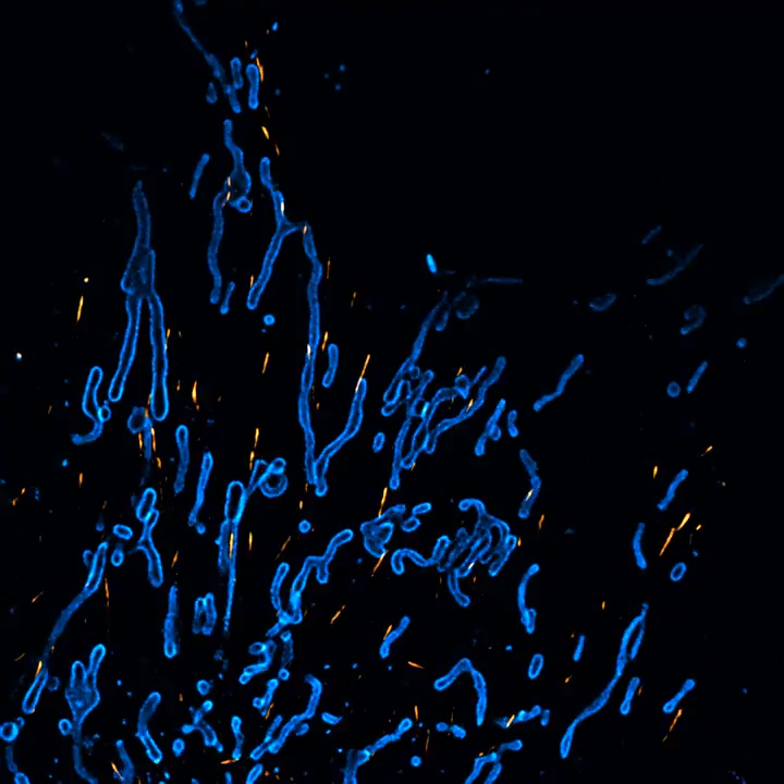 Cos7 - Mito + MicroTubules | Lattice SIM