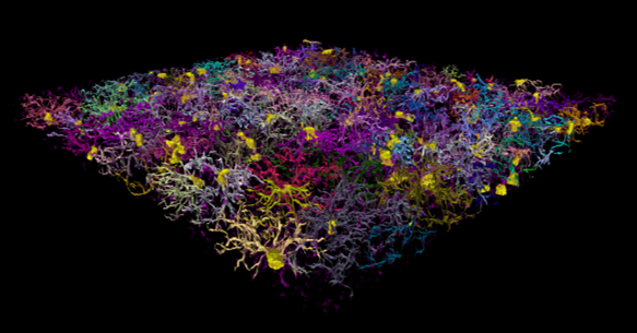 Brainsight Breakthroughs: Tracing Glia in Addiction