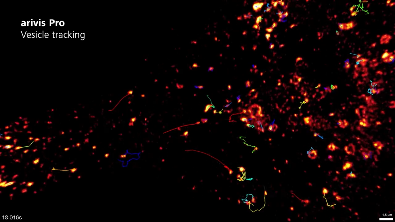 Endosomes | Airyscan 