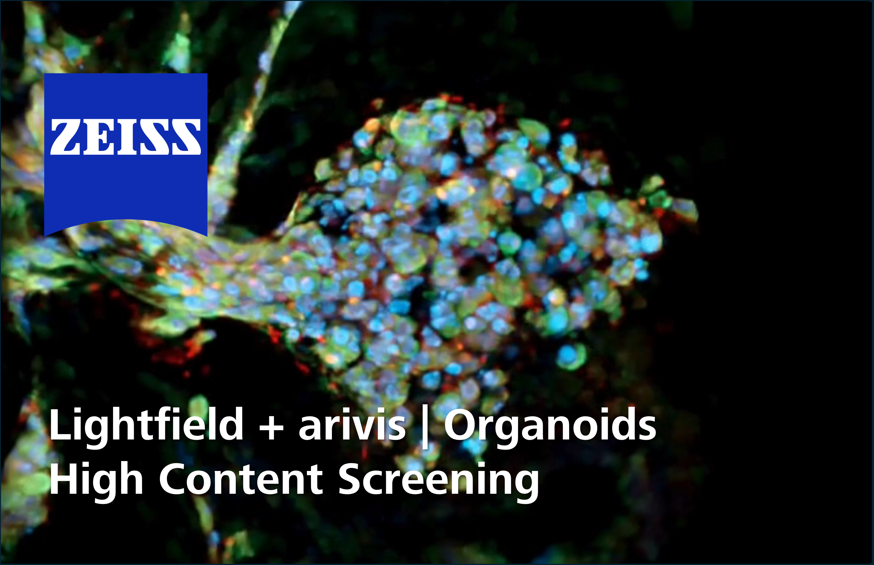 Organoids workflow with arivis Pro 4.5