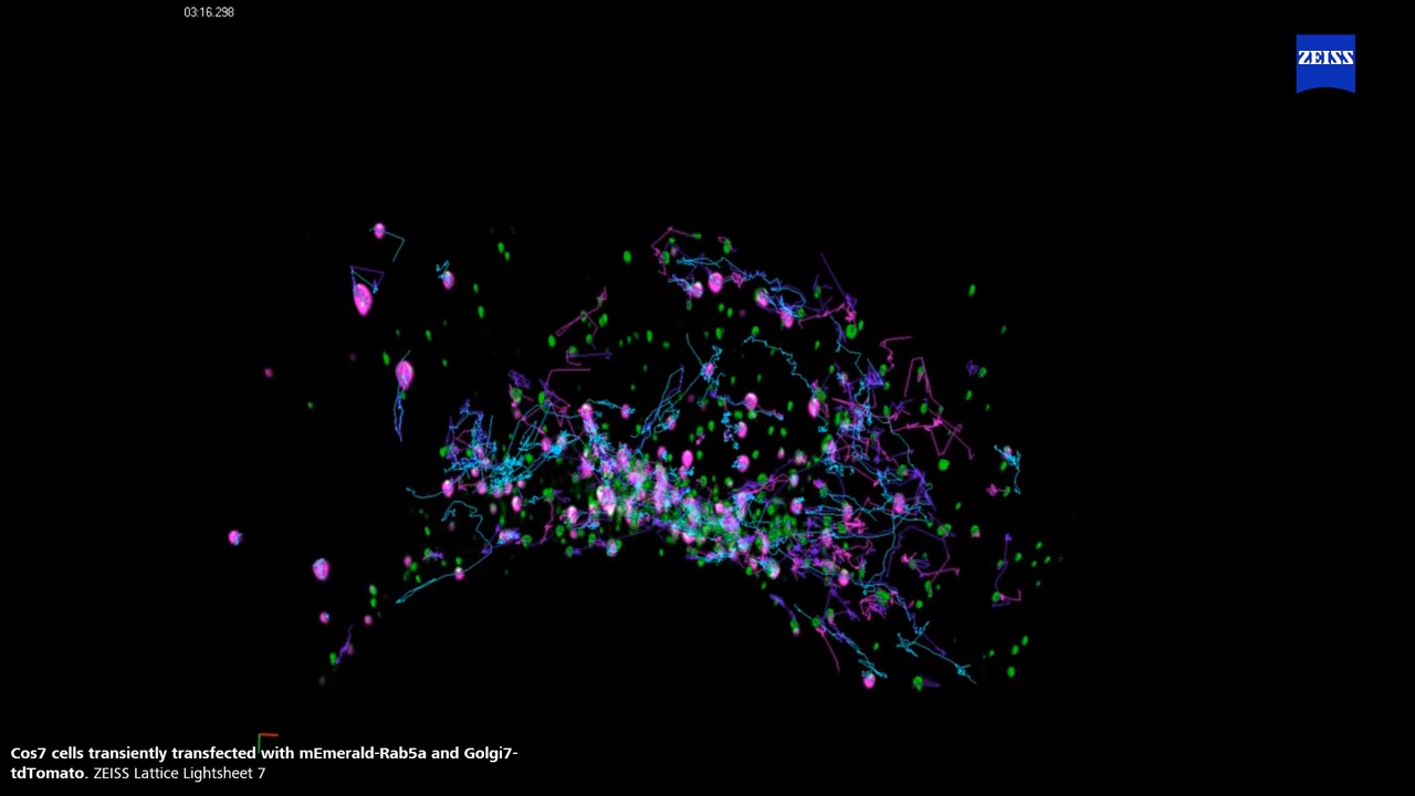 Cos7 - Endosome + Golgi | LLS7